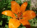 Lilium bulbiferum subsp. croceum